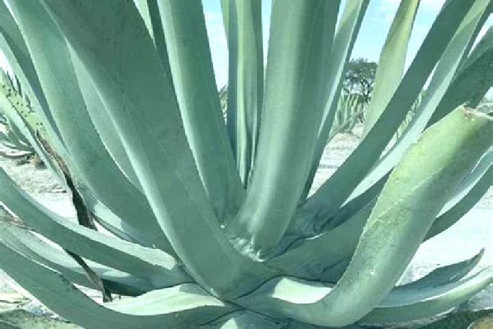 Ellie, 29 — Escort in Tochtepec, Mexico
