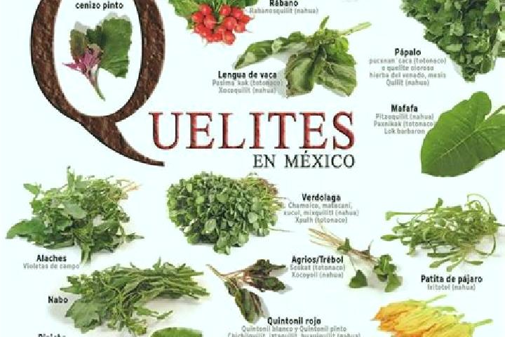 Ellie, 35 — Escort in Santa Maria Quelites, Mexico
