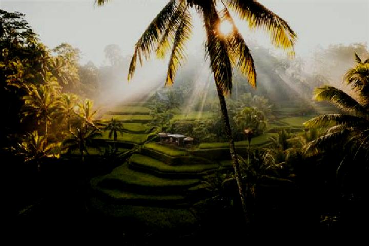 Ellie, 36 — Escort in Ubud, Indonesia