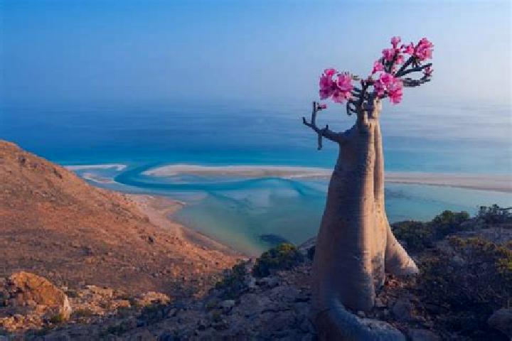 Ellie, 37 — Escort in Suq ar Rubu , Yemen