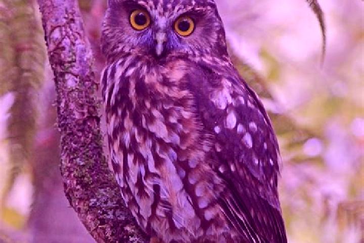 Ellie, 38 — Escort in Brown Owl, New Zealand