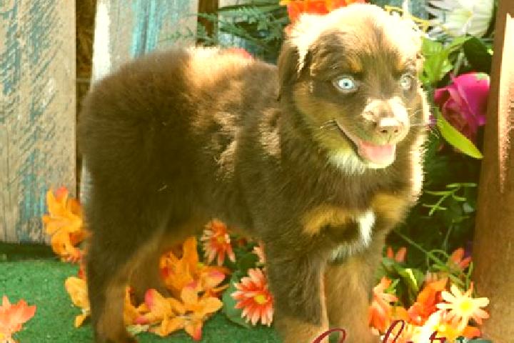 Ellie, 39, a red blue-eyed caribbean companion based in Ponchatoula. Offering A-Level, Prostate Massage, Striptease, Roleplay, OWO. Available for incall and ...