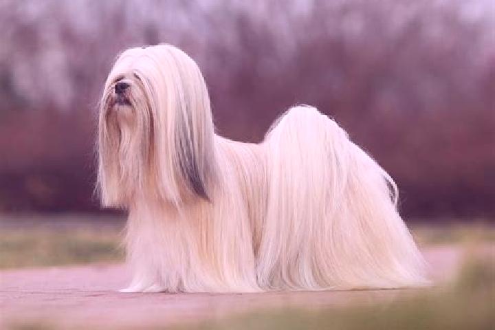 Ellie, 39 — Escort in Opsa, Belarus