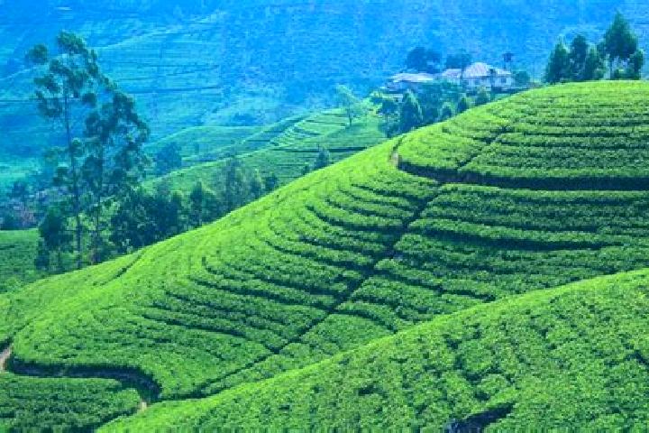 Emily, 21 — Escort in Tasti Tea Garden, India