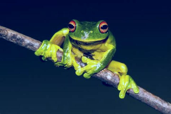 Emily, 27, a red green-eyed caribbean companion based in Lawn. Offering Duos, BDSM, OWO, Prostate Massage. Available for incall and outcall, overnight bookin...