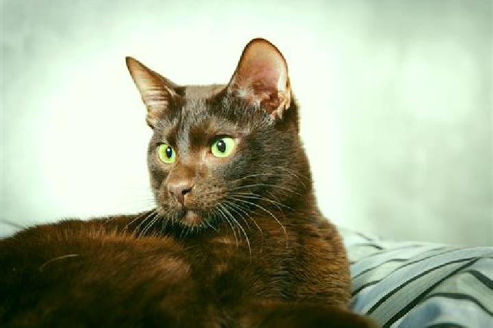 Emily, 28, a black brown-eyed caribbean companion based in Centre Hall. Offering Party Girl, Travel Companion, Striptease, BDSM, Massage. Available for incal...