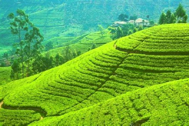 Emily, 30 — Escort in Tasti Tea Garden, India