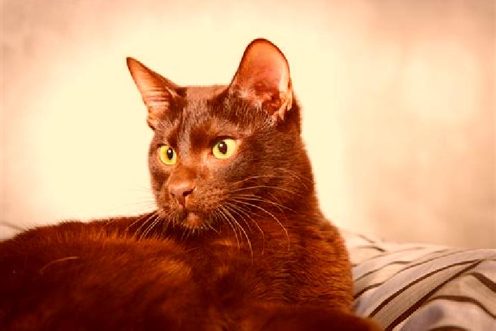 Emma, 24, a black brown-eyed caribbean companion based in Kalameh. Offering 69, Fetish, Striptease, A-Level. Available for incall and outcall, day and evenin...