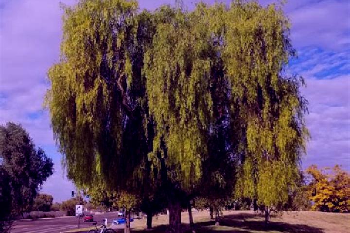 Emma, 26 — Escort in San Antonio de Romerillo, Mexico