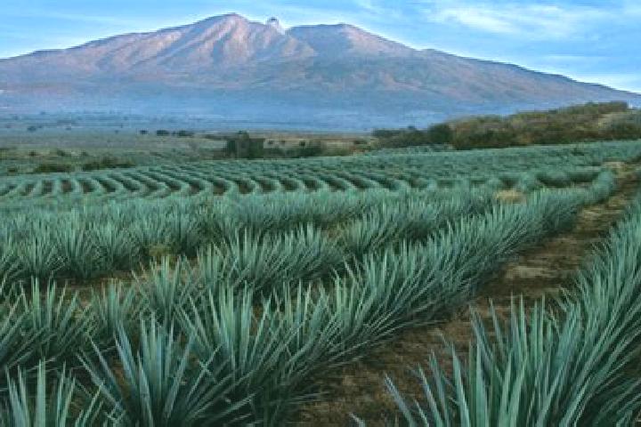 Emma, 33 — Escort in El Cacalote, Mexico