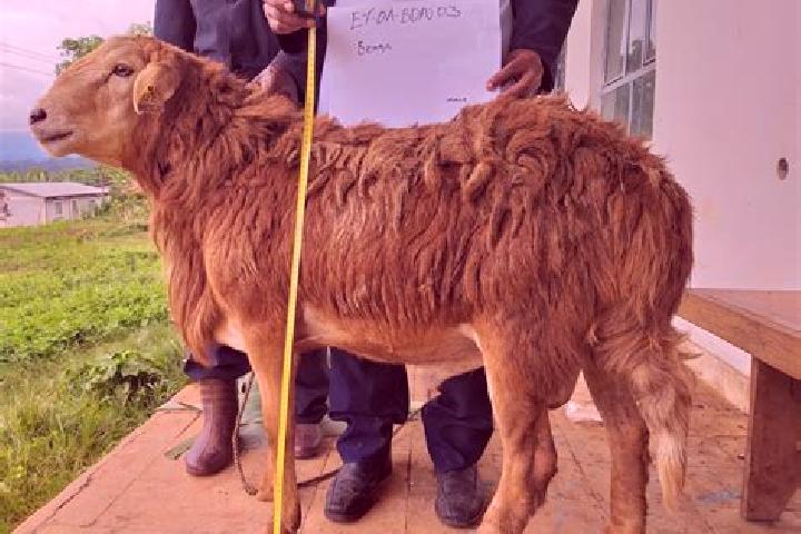 Emma, 35 — Escort in Bonga, Ethiopia