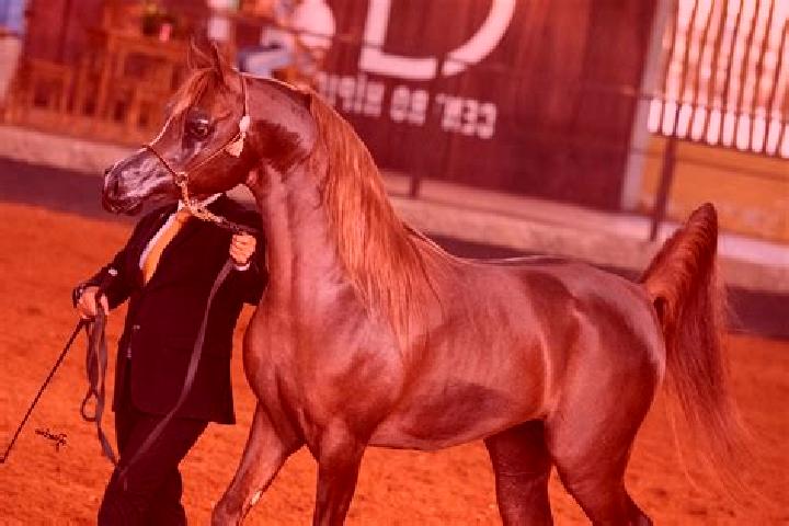 Emma, 37 — Escort in Riacho dos Cavalos, Brazil