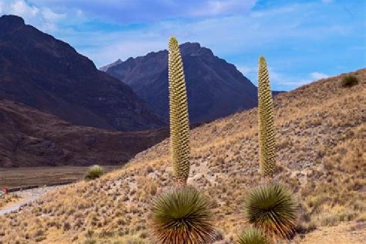 Emma, 38 — Escort in Canchayllo, Peru