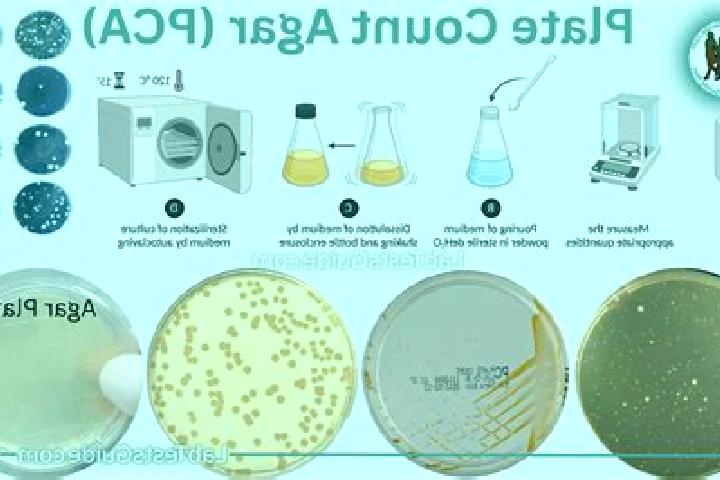 escort Agar