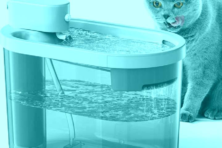 escort Agua de Gato