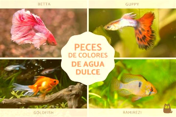 escort Agua Dulce