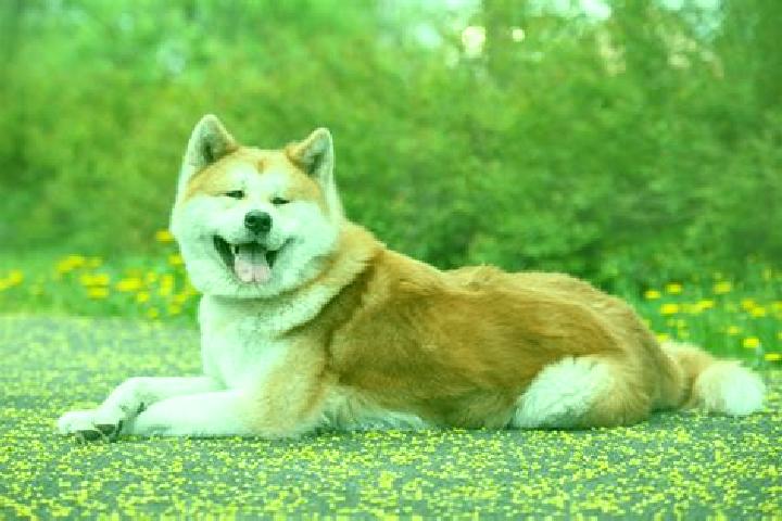escort Akita