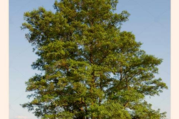 escort Albero Alto