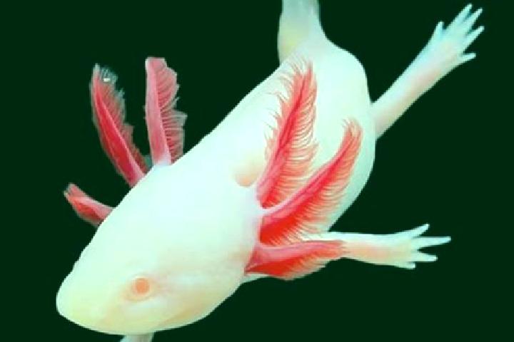 escort Albino