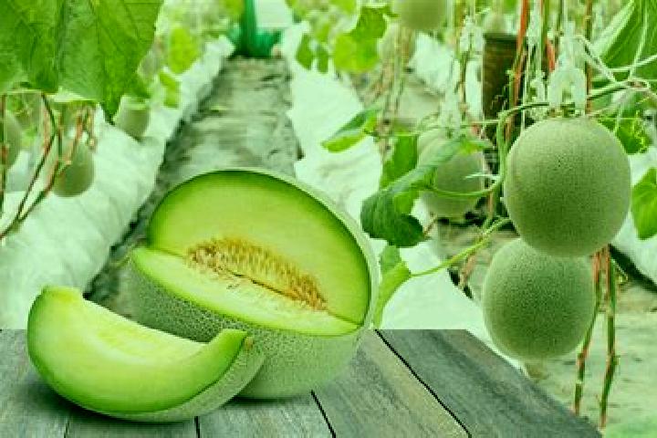 escort Alija de los Melones