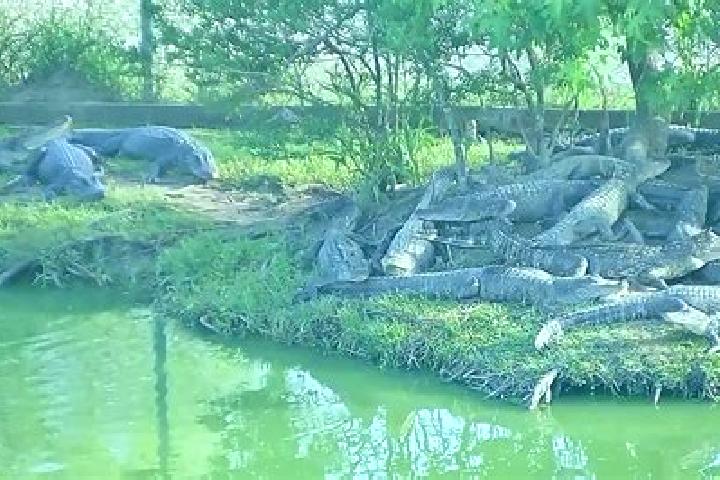 escort Alligator Pond