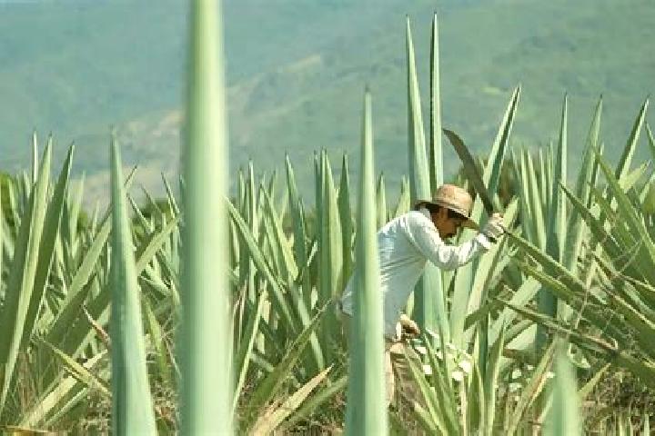 escort Ameyaltepec