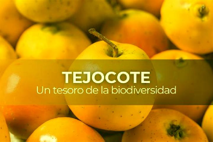 escort Ampliacion el Tejocote