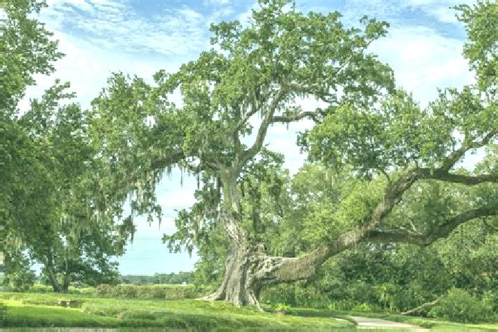 escort Ancient Oaks