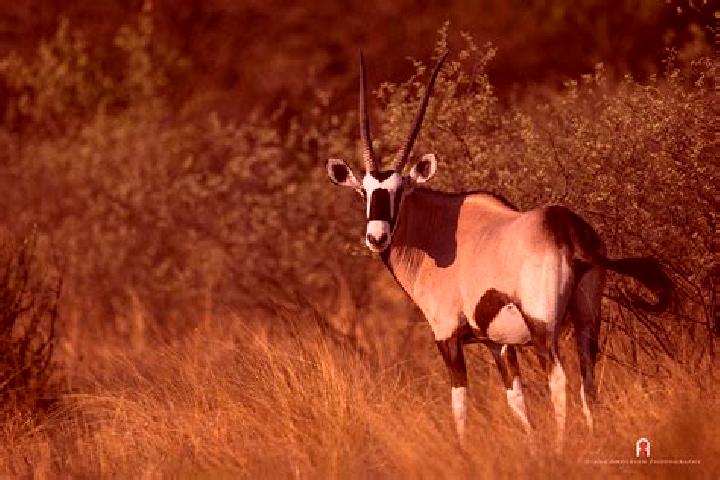 escort Antelope