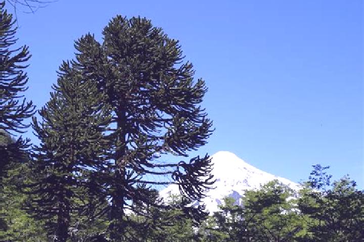 escort Araucaria
