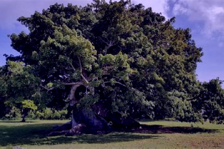 escort Arbol Grande