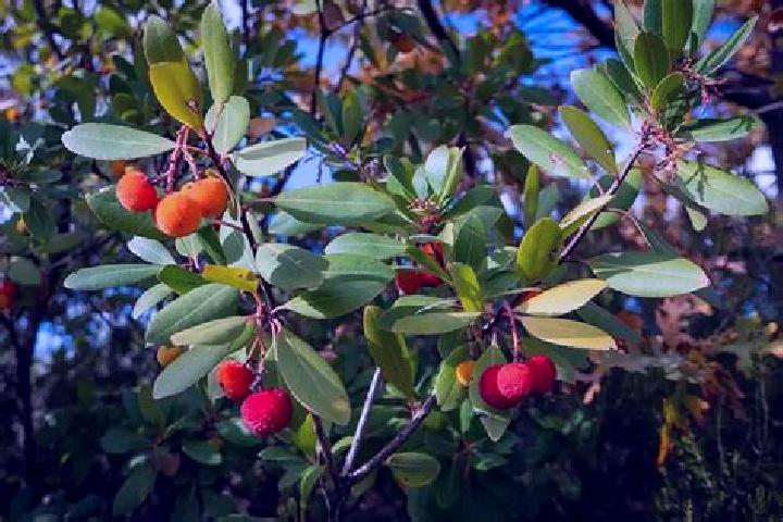 escort Arbutus