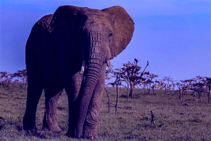 escort Arusha