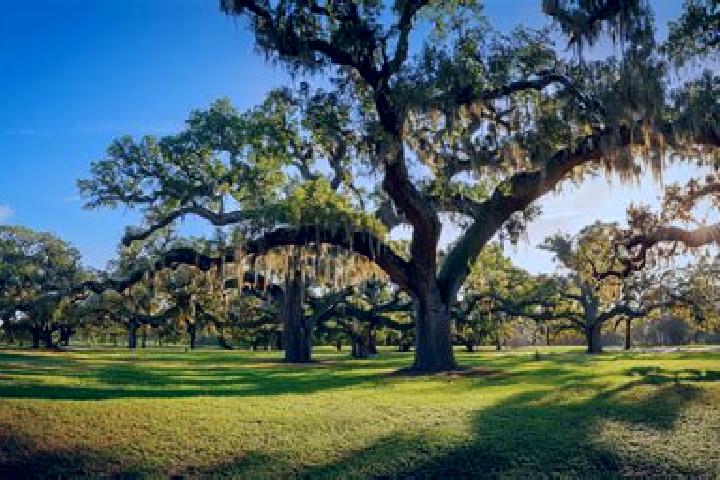 escort Audubon Park