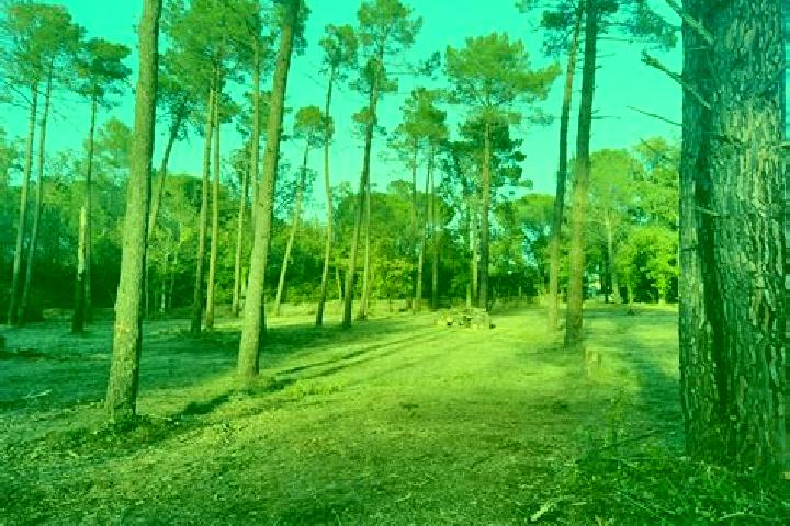 escort Bagnols-en-Foret
