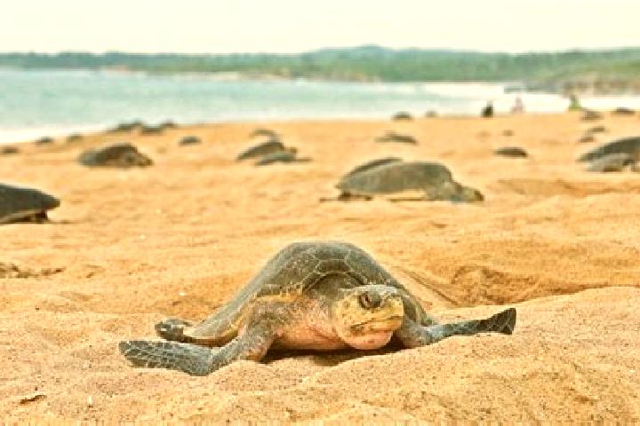 escort Bahia Tortugas