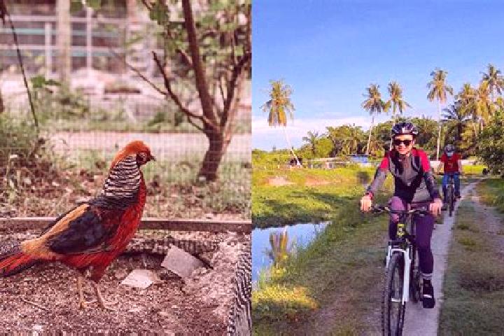 escort Balik Pulau