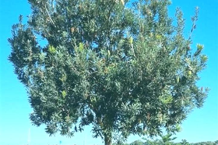 escort Banksia