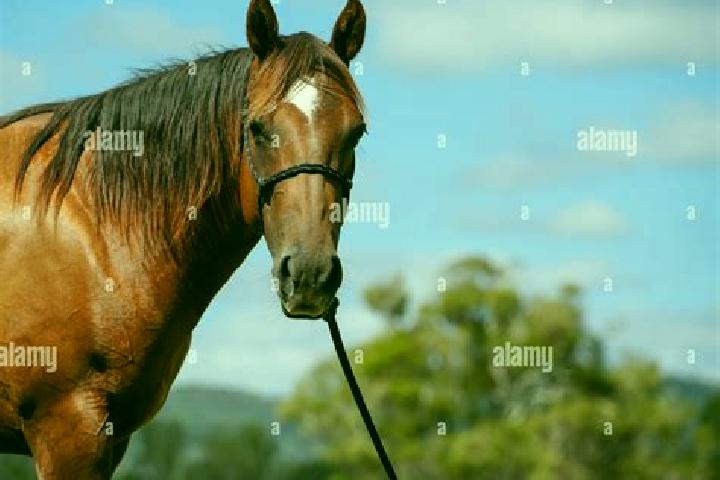 escort Bay Horse