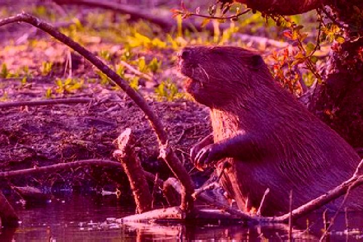 escort Beaver Bank