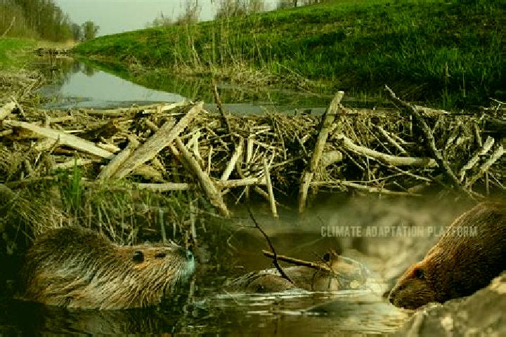 escort Beaver Dam