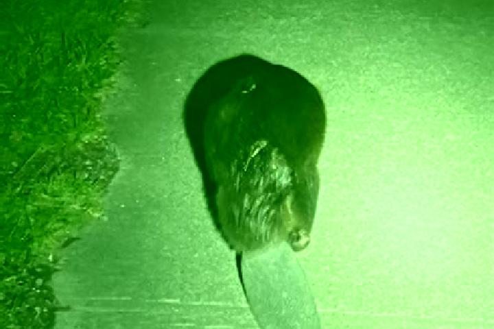 escort Beaver
