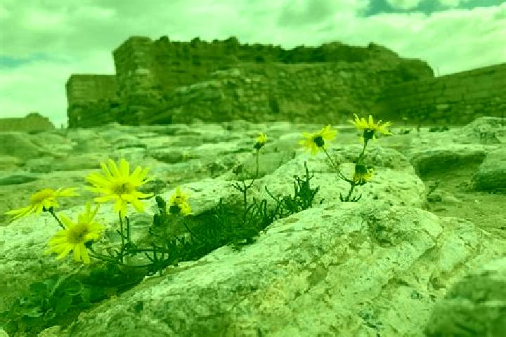 escort Beersheba