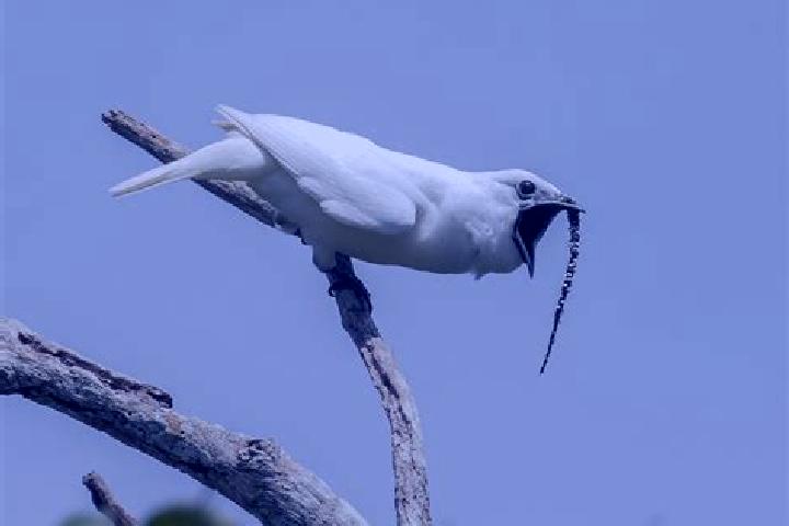escort Bellbird