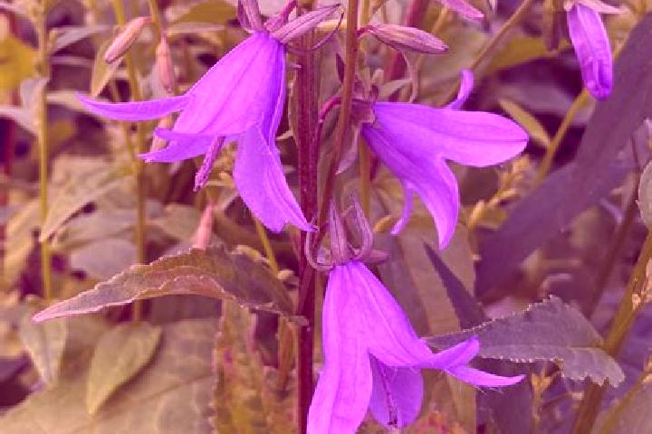 escort Bellflower