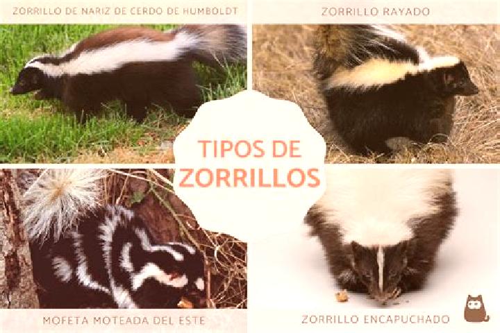 escort Benito Garcia (El Zorrillo)