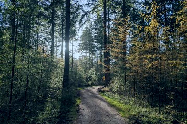 escort Berg en Bos