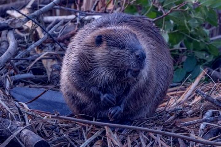escort Big Beaver