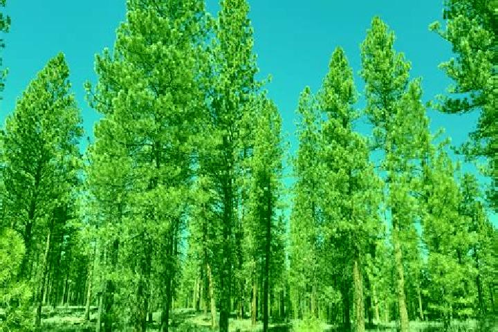 escort Big Pine