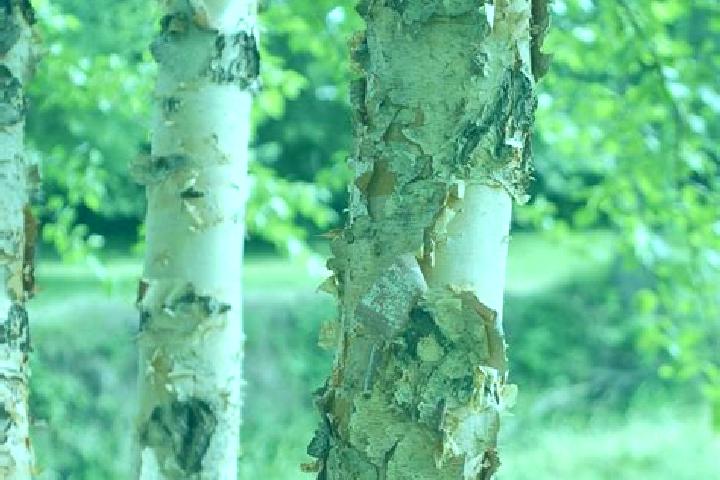 escort Birch Tree
